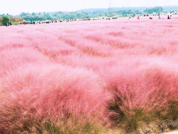 粉黛乱子草