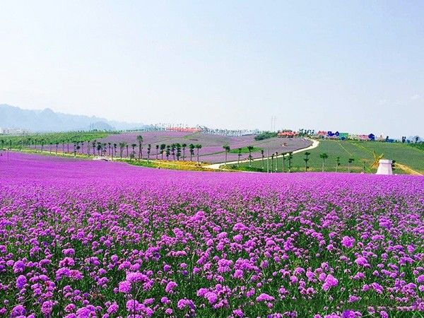马鞭草
