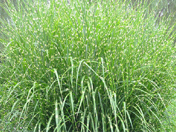 斑叶芒1.jpg