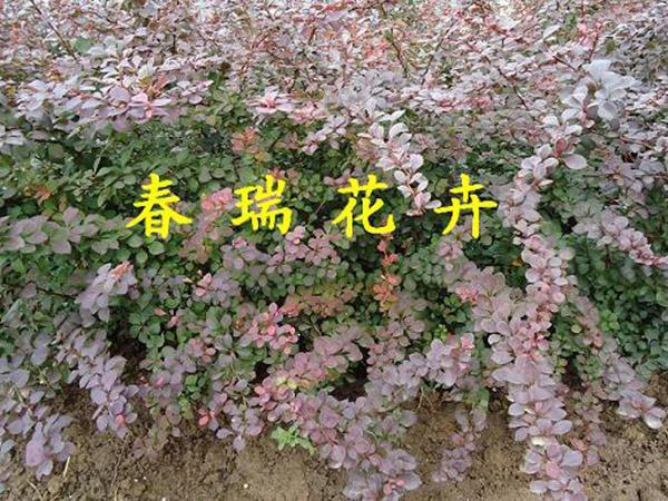 红叶小檗.jpg