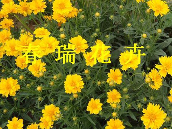 金鸡菊