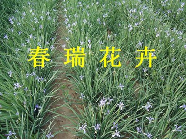 绿化草花