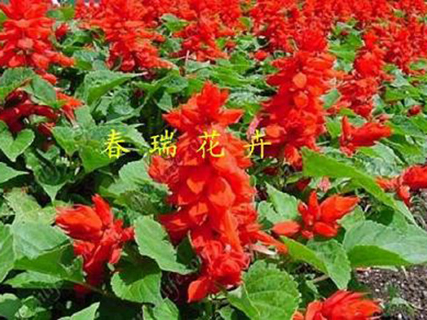 一串红2.jpg