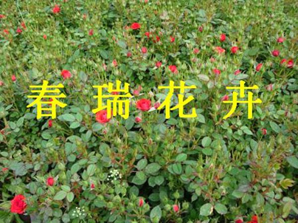 微型月季 